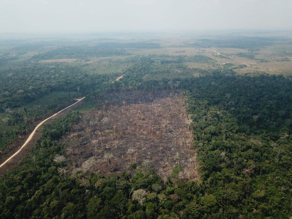 Dia da Amazônia: conheça a atuação do MPF contra o desmatamento na floresta